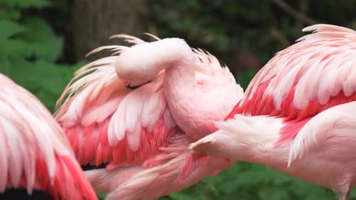 Un flamenco rosado se enrosca en el cuello mientras acicalan sus plumas, rodeado de exuberante vegetación, elegante pájaro