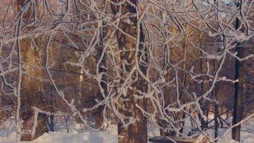 Frozen Tree in Winter Park. Tree in Hoarfrost. Winter Background. Hoarfrost On