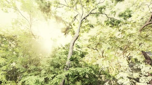 La forêt tropicale brumeuse et le soleil brille à travers les branches des arbres