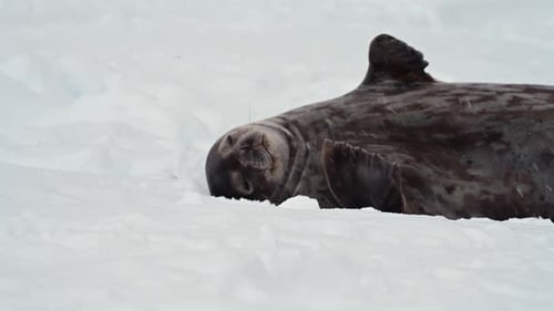 Leopard Seal resting on a floating iceberg in Antarctica