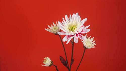 Macro Footage of White and Red Flower