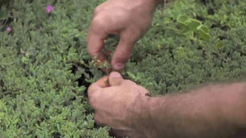 Closeup of hands foraging ice plant one