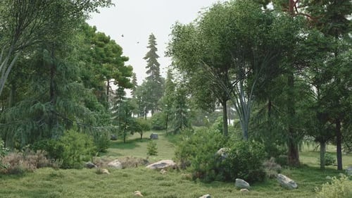 Calm Forest