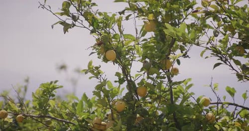 Lemon Tree Abundant with Ripe Yellow Fruit