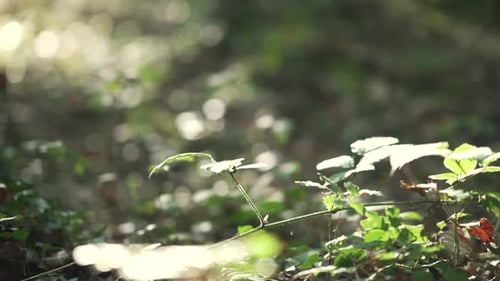 Close up shot of leaves and moss on the ground to a sunlit forest scenery during golden hour in slow