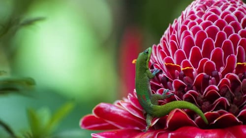 Green gecko on vivid red tropical blossom — closeup