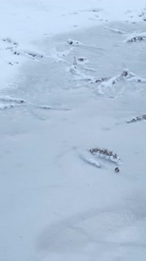 Young Adult Walking on a Frozen Pond in Winter