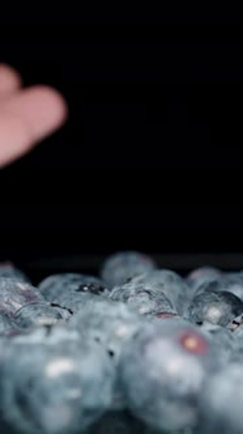 Vertical video. Male Hand Puts Blueberry into Pile of Other Berries, Harvesting Ripe Juicy