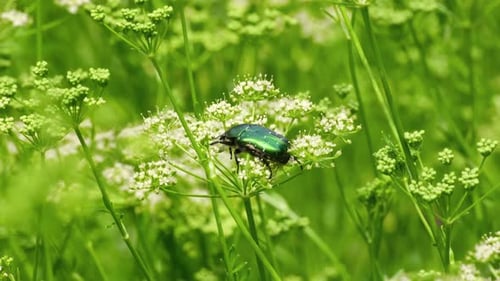 Insekt auf der grünen Dillpflanze. Grüner Naturhintergrund