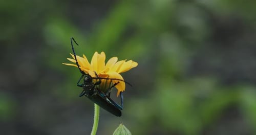 Aromia Moschata Musk Beetle Resting