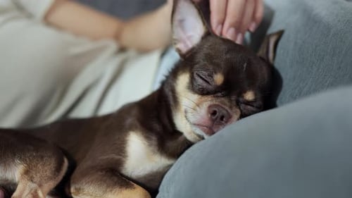 Sleeping Chihuahua Dog Being Stroked on Owner's Lap