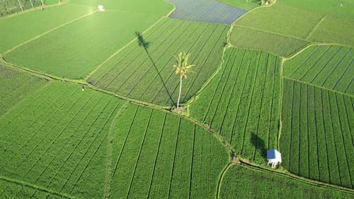 paddy rice farmland in Ubud view from above, green field