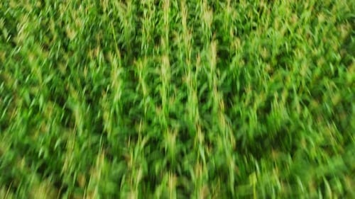 Flying Over a Green Cornfield Montage