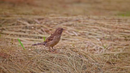 Birds Foraging for Food