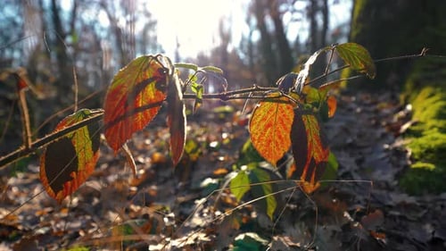 Static shot of colourful autumnal green and orange leaves in a forest backlit by the sun