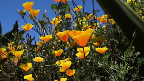 California Golden Poppies Glow Under the Sunlight in a Natural Setting