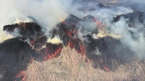 urning dry yellow grass. Man controlled fire. Before the field is ploughed and harvested.