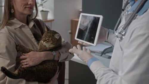 Cat Receives Medical Consultation in Veterinary Clinic