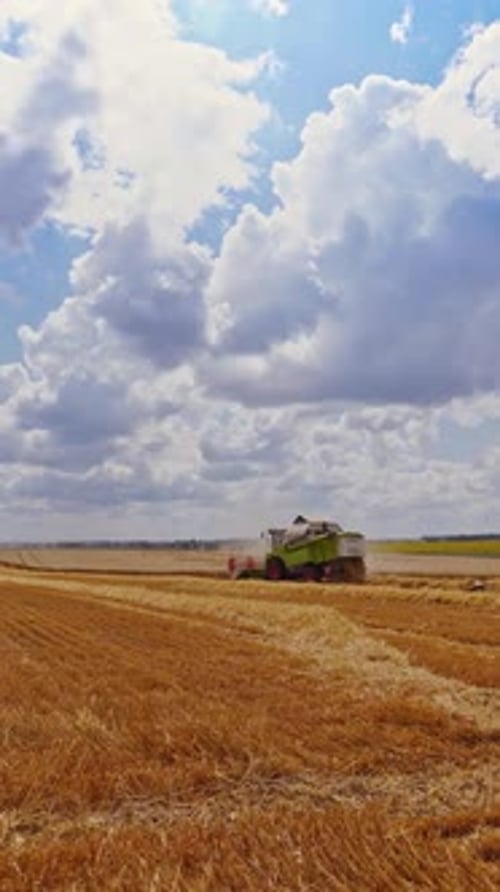 Récolte du blé en saison. La récolte est un processus qui consiste à récolter des récoltes mûres dans les champs