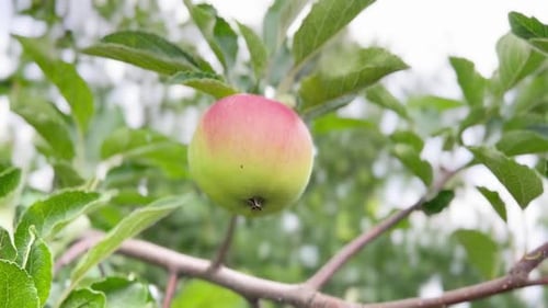 A Green and Red Ripe Apple Hangs on a Branch of an Apple Tree in an Orchard