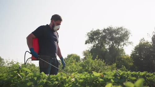 Man Sprays Crops in Sunny Rural Field