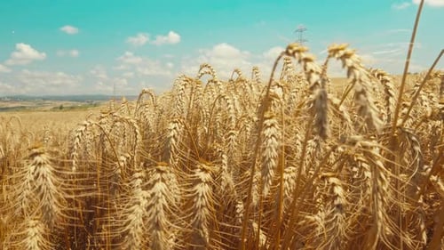 Wheat Field