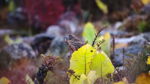 Vogel mit alpinem Akzent (Prunella collaris), der auf einem dornigen dunkelbraunen Baum steht
