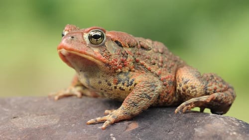 Close-up shot of an American Toad