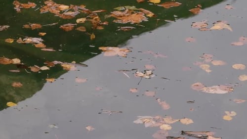 Nahaufnahme der Seewasseroberfläche mit fließenden Herbstblättern