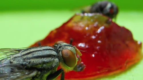 Extreme Close-up of Flies Eating Red Jelly