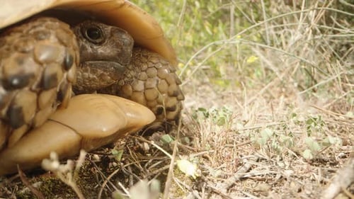 The turtle hid in the shell and bask in the sun. The camera slowly zooms in and the turtle runs away
