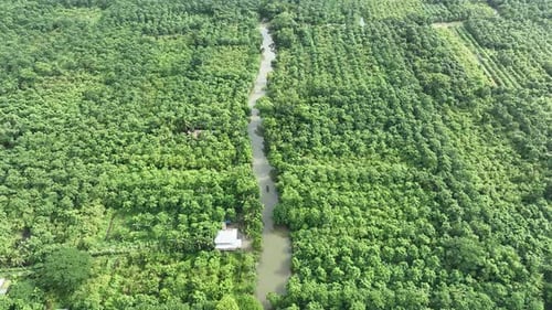 Vue aérienne du jardin de goyaves à Swarupkathi, Pirojpur, Bangladesh.