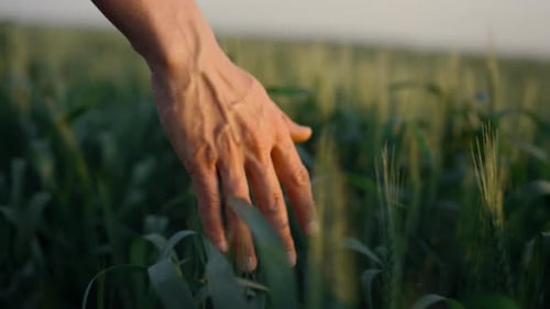 Unrecognizable Man Hand Running Gently Over Unripe Spikelets Wheat Field Outdoors Close