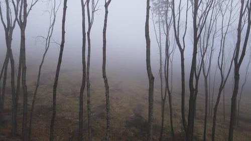 Aerial flight between rows of trees standing on a hill during winter covered with heavy fog.