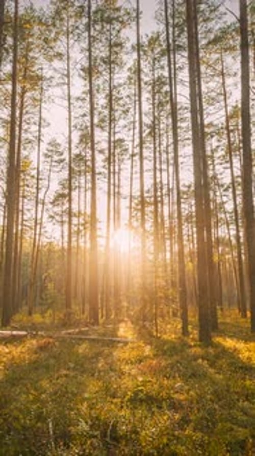 Sunlight Shines Through Forest Trees at Golden Hour