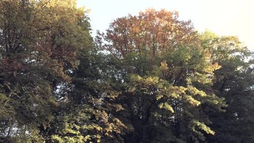 Looking On Autumnal Foliage Of Dense Trees In The Park. Low Angle