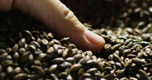 malte de cevada torrado para fazer cerveja escura e clara. conceito de natureza e criação de produto natural