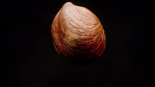 Peeled brown hazelnut, rotating on a black background, close-up.