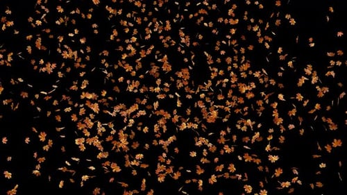 Realistic Falling Autumn Leaves Alpha Channel
