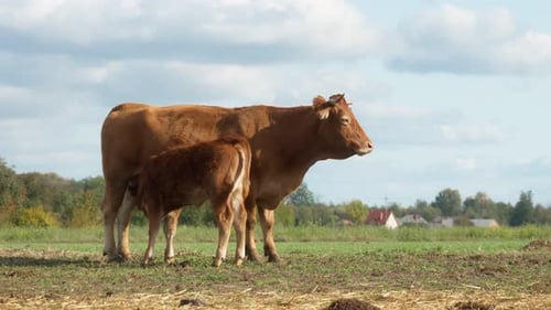 A young calf sucks milk from the udder of a mother cow in a countryside meadow.
