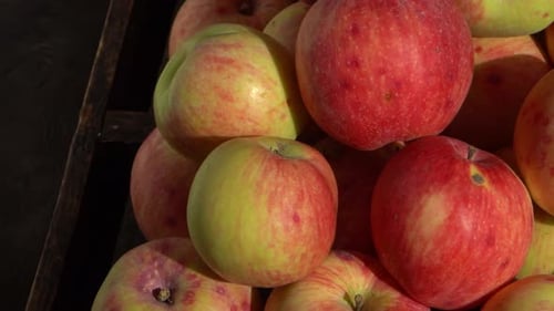 Apple Harvest, fruta otoñal, alimento vitamínico, manzanas rojas con un punto rosa