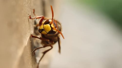 Extreme Close Up of Hornet on Wall