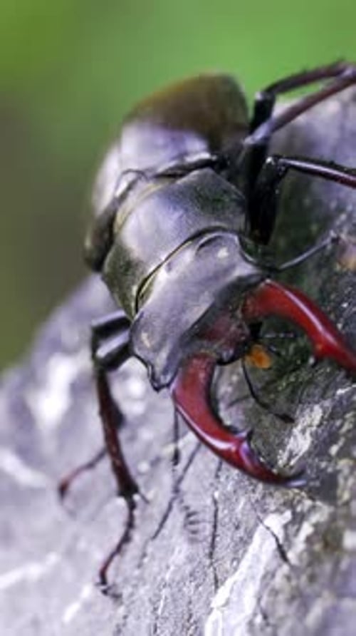 Close Up of Stag Beetle Moving Mandibles