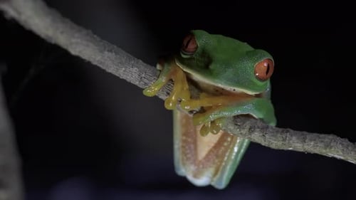 vibrant beauty of a green frog with striking orange eyes, perched on a branch in its natural habitat