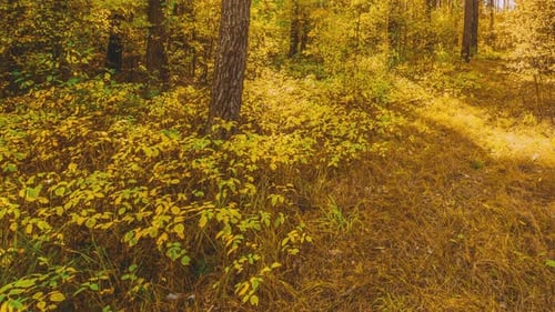 Forest Scene in Autumn with Golden Sunlight