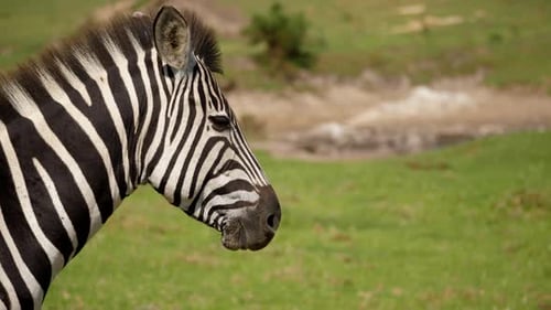 Profile view of zebra with mane blowing in wind, panning shot