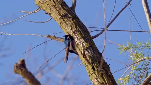 A springtime spectacle of purple martins twirling in slow motion flight.