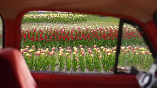 A Stunning and Beautiful View of Colorful Tulip Fields Viewed From Inside a Vintage Car Window