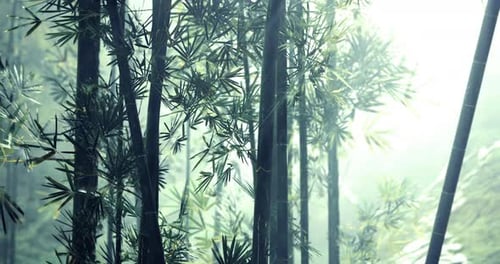 Misty Bamboo Forest at Dawn with Soft Light Filtering Through Leaves
