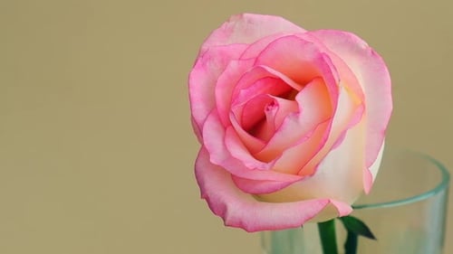 Zarte rosa Rose auf Vase auf beigem Hintergrund